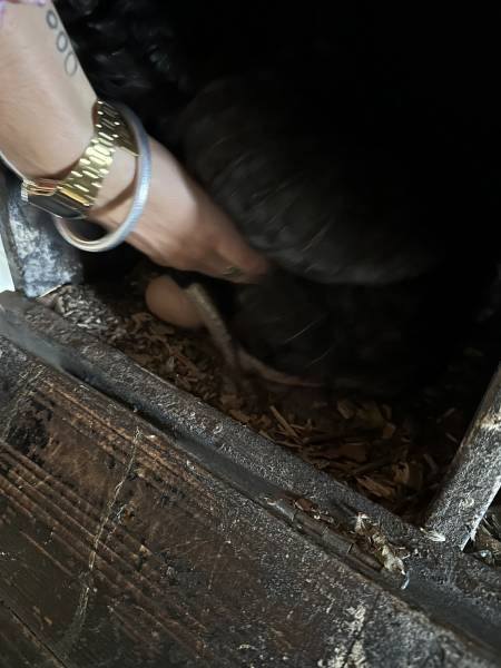 Sortie à la ferme pédagogique pour les élèves de sixième SEGPA du collège Saint Vincent de Paul à Marseille