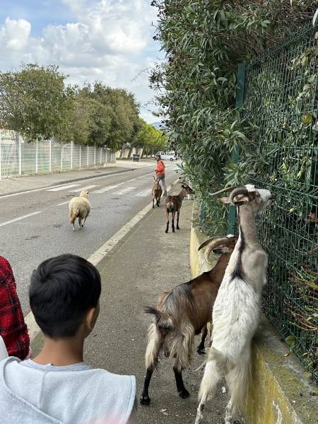 Sortie à la ferme pédagogique pour les élèves de sixième SEGPA du collège Saint Vincent de Paul à Marseille