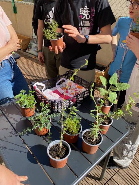 Les cinquièmes SEGPA du collège Saint Vincent de Paul : jardiniers de l'établissement