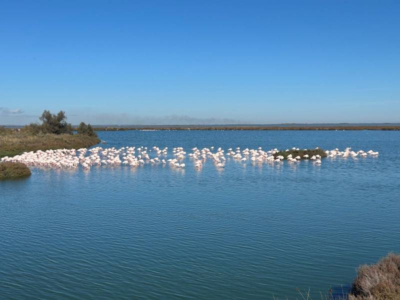 Sortie en Camargue pour la classe de 5B du collège St Vincent de Paul Marseille